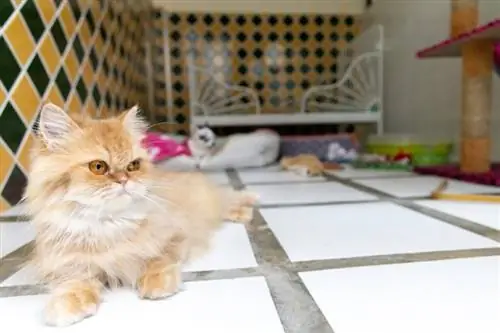Worauf Sie in einer Katzenpension achten sollten: Vom Tierarzt genehmigte Tipps & Rote Flaggen
