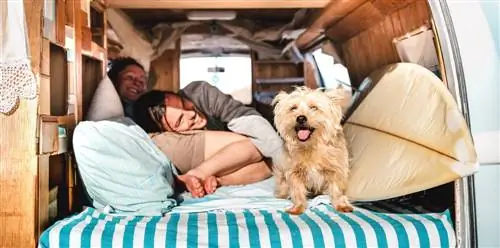 Die 10 besten Hunderassen für das Leben im Van (mit Bildern)