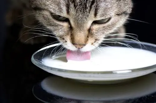 Dlaczego koty tak bardzo lubią mleko? Fakty & Zdrowe alternatywy