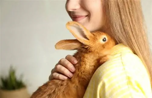 Kuscheln Kaninchen gern? Zeichen der Zuneigung
