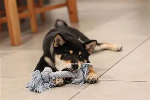 10 okolju prijaznih DIY igrač za pse, ki jih lahko naredite doma že danes (s slikami)