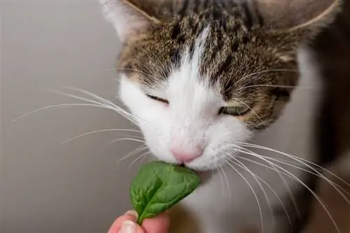 5 maistas, kuriame yra daug magnio, skirtas katėms: veterinaro patvirtintas patarimas & DUK