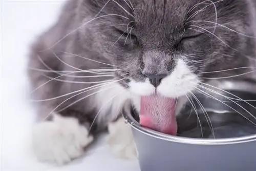 10 najboljih grijanih zdjelica za vodu za mačke u 2023. – Recenzije & Najbolji izbor