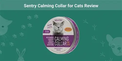 Sentry Հանգստացնող մանյակ կատուների համար ակնարկ 2023 (դեմ, դեմ & դատավճիռ)