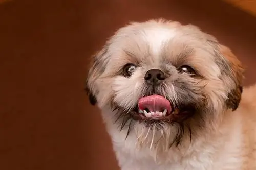 ¿Cómo dentición Shih Tzu? Plazos revisados por veterinarios