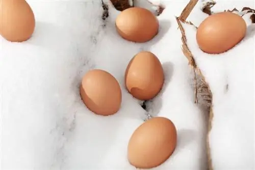 Jak sprawić, by kury znosiły jaja zimą (5 przydatnych wskazówek)