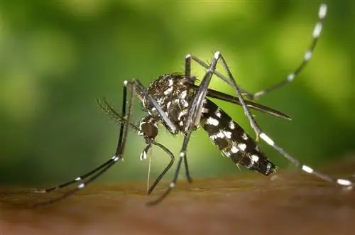 ჭამენ თუ არა ქათმები კოღოებს? ეს მათთვის უსაფრთხოა?
