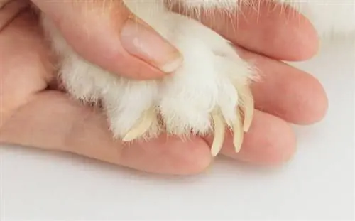 Hur man klipper kanin naglar: 15 tips och tricks