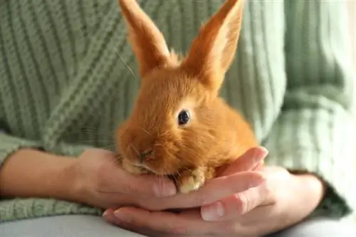 كيفية معرفة ما إذا كان الأرنب حاملاً: 7 علامات للبحث عنها