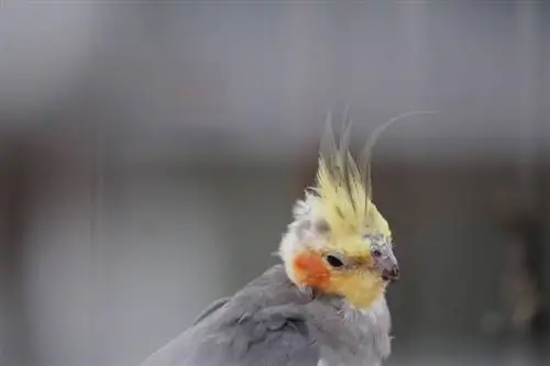 Honnan származnak a kakasok? Eredeti tények & GYIK