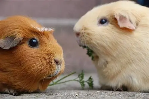 Wie viele Babys haben Meerschweinchen in einem Wurf?