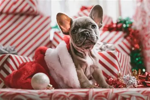 10 najboljih božićnih poklona za vašeg psa u 2023. – recenzije & Najbolji izbor