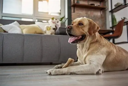10 bedste hundegodbidder til store hunde i 2023 – Anmeldelser & Topvalg