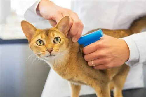 5 อันดับ Microchip Cat Flaps ที่ดีที่สุดในปี 2023 – รีวิว & รายการยอดนิยม