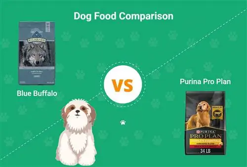 Blue Buffalo vs Purina Pro Plan Kutyaeledel 2023 Összehasonlítás: Mit válasszunk?