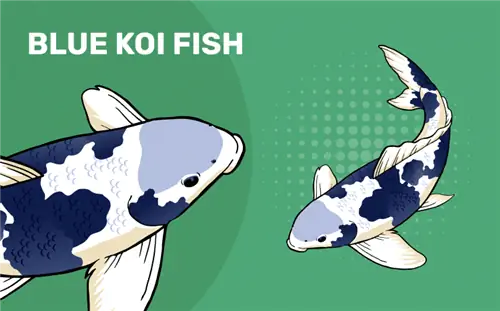 Blue Koi Fish: Mga Katotohanan, Pinagmulan & Kasaysayan (May Mga Larawan)