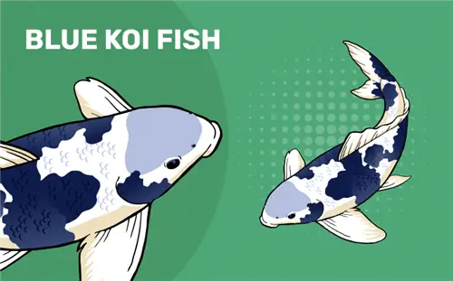 Ikan Koi Biru: Fakta, Asal Usul & Sejarah (Dengan Gambar)