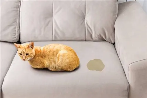 חתול משתין על הספה פתאום? הנה 10 סיבות אפשריות למה