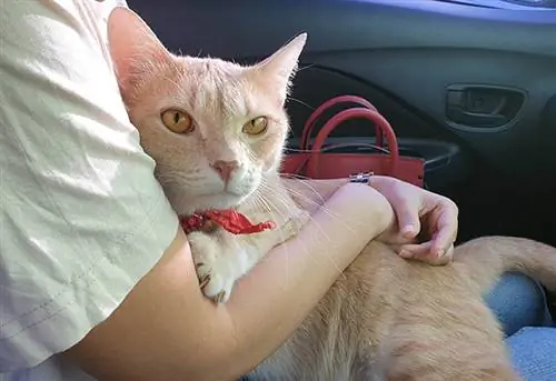 Doença de carro em gatos: prevenindo e curando a doença de movimento