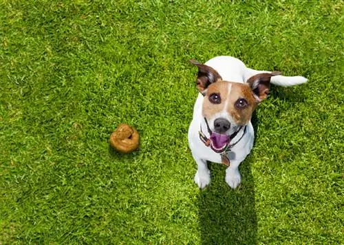 10 Beg Najis Anjing Terbaik pada 2023 – Ulasan & Pilihan Teratas