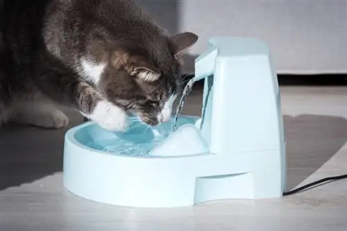 4 सरल चरणों में बिल्ली के पानी के फव्वारे को कैसे साफ करें