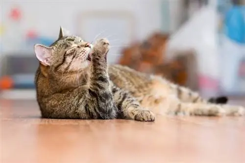 Hvordan kjøler katter seg ned på egenhånd? Veterinær vurderte teknikker & Tips