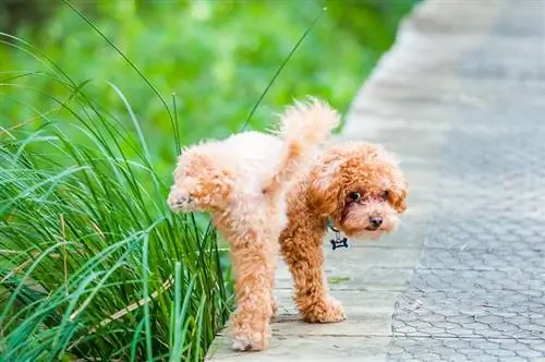 Hoe om honde-urinevlekke op gras te behandel – 3 moontlike maniere