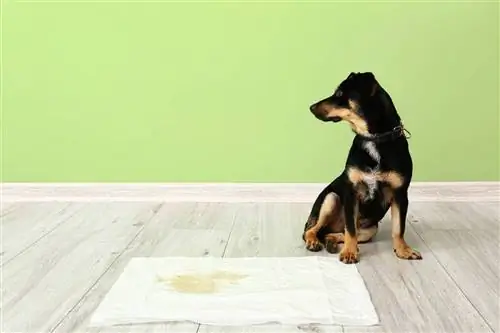 Soli pa solim: kā iemācīt suni urinēt uz paliktņa (4 soļi)