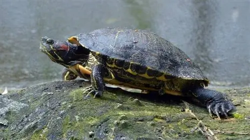 8 viktiga rödörade skjutsköldpaddor för att komma igång