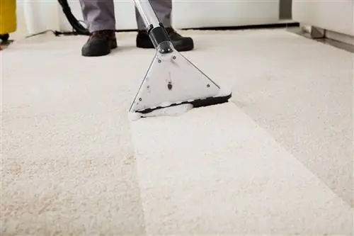 Zal professionele tapijtreiniging geurtjes van huisdieren verwijderen?