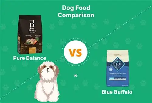 Pure Balance versus Blue Buffalo hondenvoer (vergelijking 2023): voors, tegens en wat te kiezen