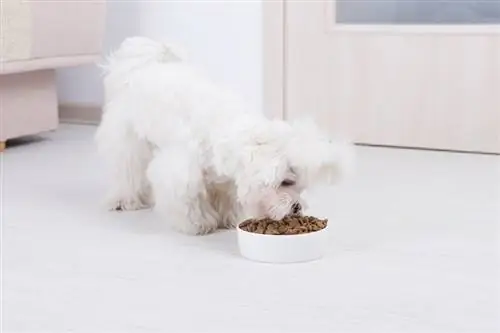2023 онд Мальтад зориулсан нохойны шилдэг 8 хоол – Тойм & Шилдэг сонголтууд