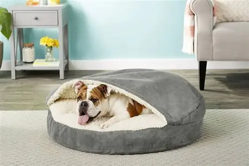 9 najboljih kreveta za pse srednje veličine u 2023. – Recenzije & Najbolji izbor