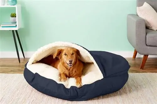 10 geriausių 2023 m. auksaspalvių retriverių šunų lovų – atsiliepimai & populiariausi