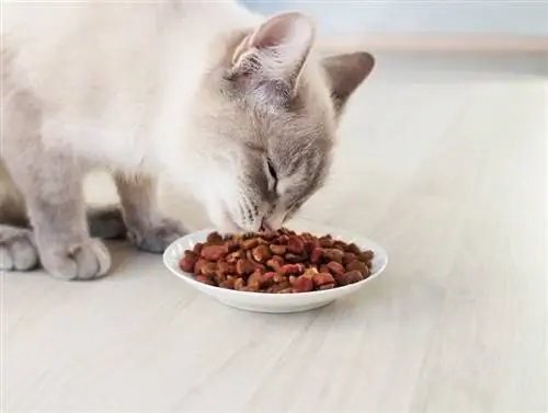 7 najboljih hrana za sijamske mačke u 2023. – Recenzije & Najbolji izbor