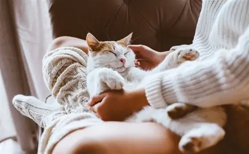 Mengapa Kucing Saya Tidur Atas Saya? 9 Sebab Kelakuan Ini