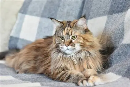 Tortie Maine Coon: Fakty, pôvod & História (s obrázkami)