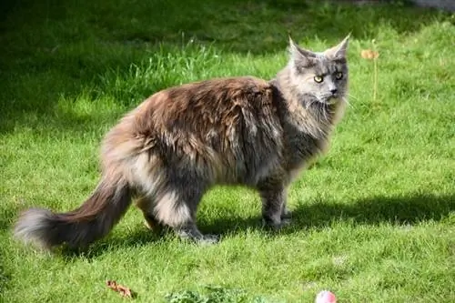 6 Arten von Schildpattkatzen mit langen Haaren (mit Bildern)