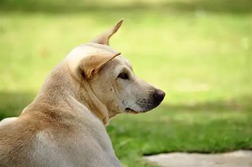 4 ვიეტნამური ძაღლის ჯიში, რომელიც უნდა ნახოთ (სურათებით)