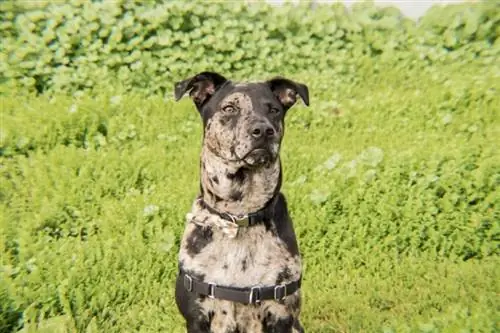 Catahoula Leopard Dog: Cins Bələdçisi, Məlumat, Şəkillər, Qulluq & Daha çox