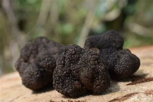 Maaari Bang Kumain ng Truffle ang Mga Aso? Sinuri ng Vet Mga Panganib & Mga Benepisyo