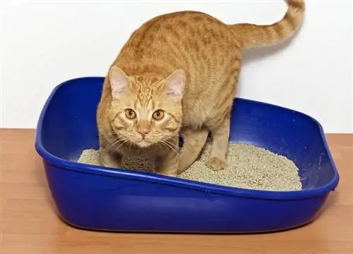Mengapa Kucing Mengubur Kotorannya? Apakah Itu Insting? Perilaku Kucing Dijelaskan