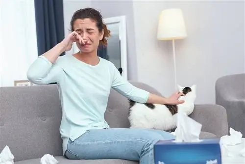 لماذا رائحة قطتي سيئة للغاية؟ 5 أسباب معتمدة من الطبيب البيطري