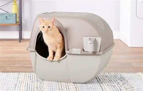5 geriausios savaime išsivalančios kraiko dėžės kelioms katėms 2023 m. – Atsiliepimai & Populiariausi pasirinkimai