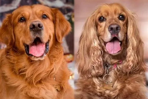 Raza de perro Golden Cocker Retriever: información, imágenes, cuidados & ¡Más