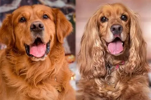 Golden Cocker Retriever Dog Breed: Info, Pictures, Care & Ntau