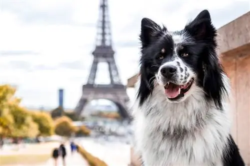 Kā mājdzīvnieku kultūra izskatās Francijā? Kā viņi iederas