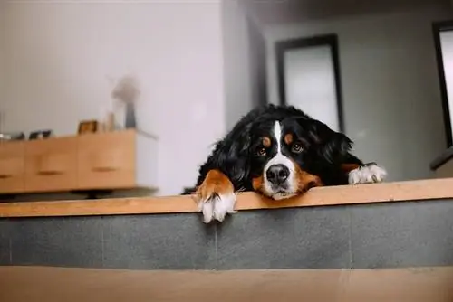 Kan en Berner Sennenhund bli alene hjemme? Bli kjent med kjæledyret ditt