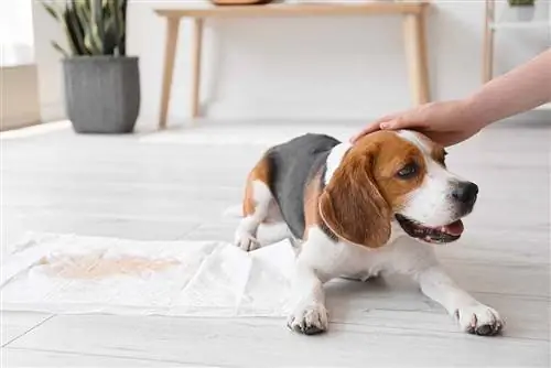 Kann ich meinen Beagle alleine im Haus lassen?