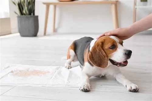 Maaari Ko Bang Iwan ang Aking Beagle Mag-isa sa Bahay?